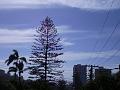 Burleigh Heads IMGP0306